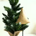 Sapin Iver - 2