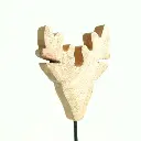Cerf Kope - 3
